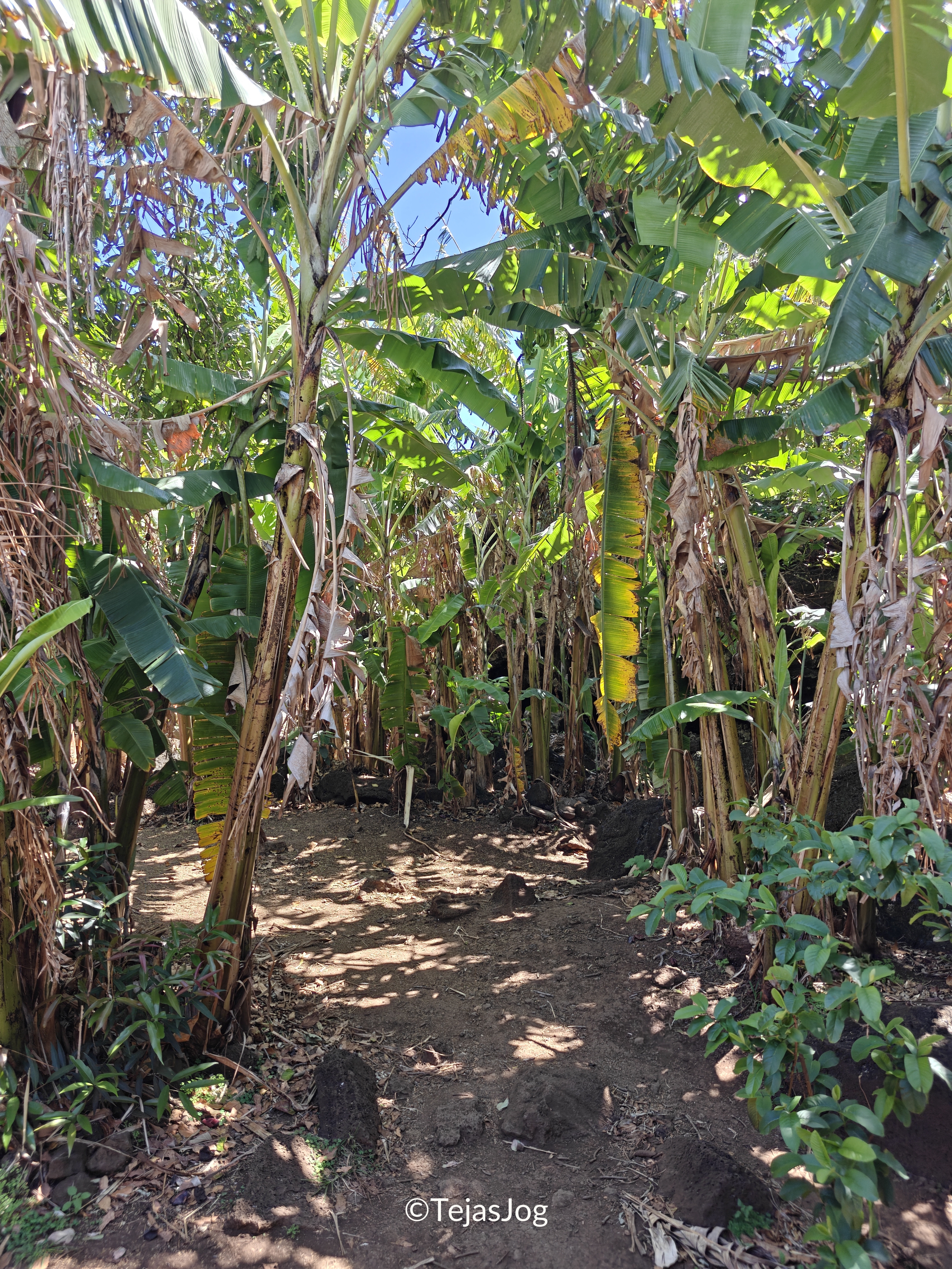 Ana Te Pahu Ana Te Pahu