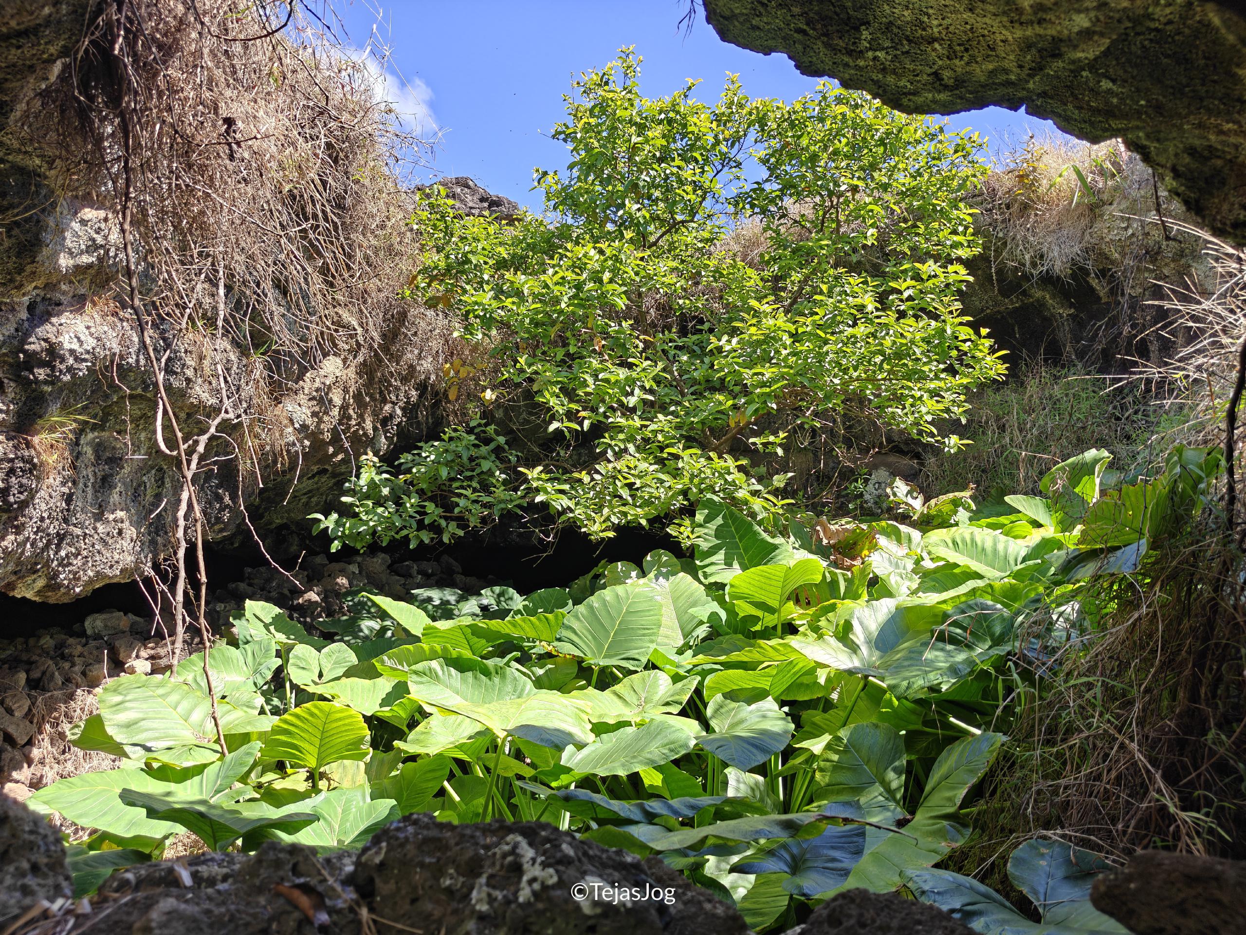 Ana Te Pahu Ana Te Pahu