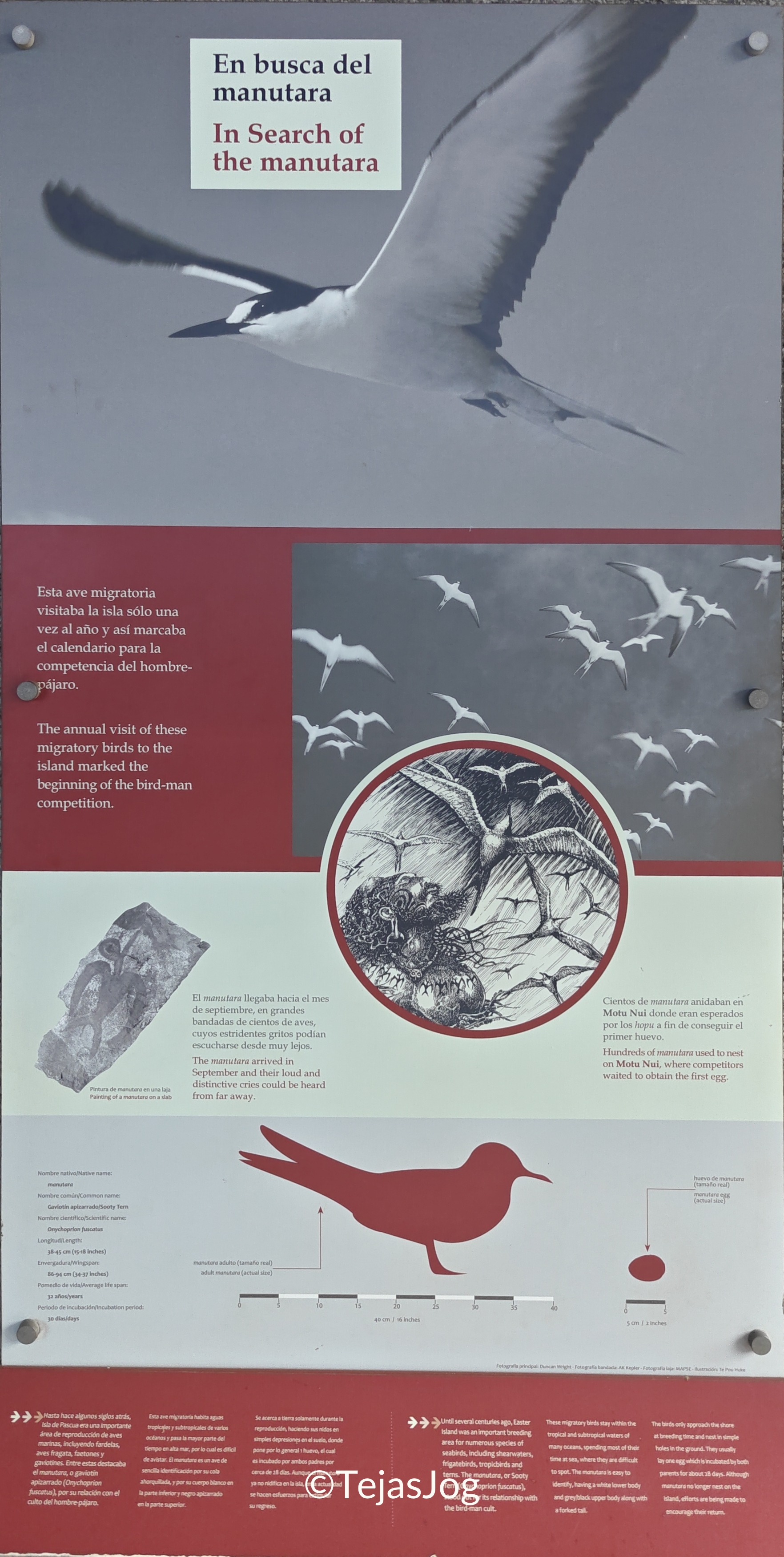 Annual Birdman Competition